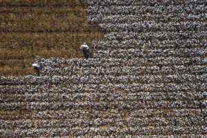 CNAE 0112-1/01: cultivo de algodão herbáceo e fibras