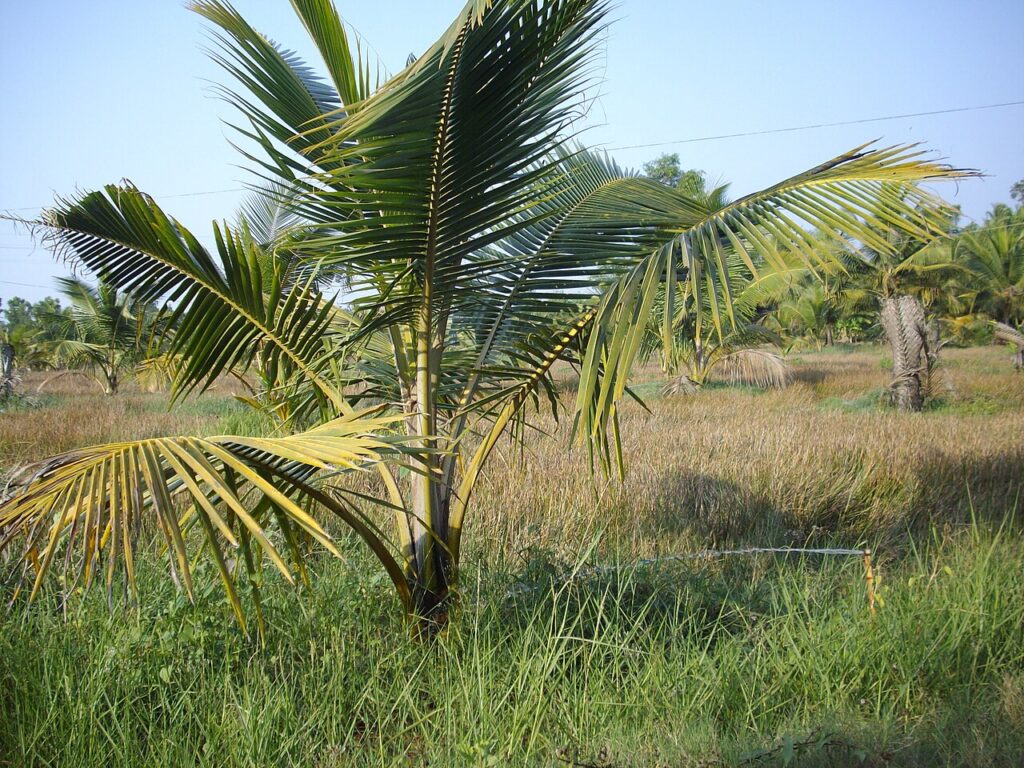 CNAE 0133-4/05: plantio e cultivo de coco da baía