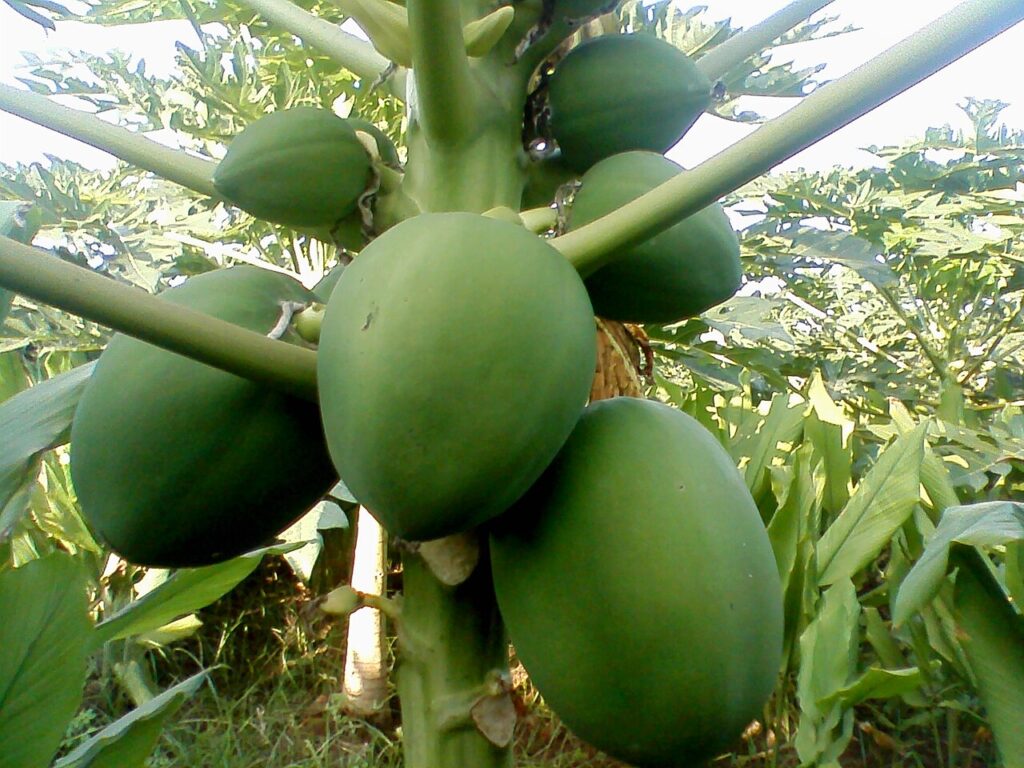 CNAE 0133-4/08: cultivo de mamão, o que inclui?
