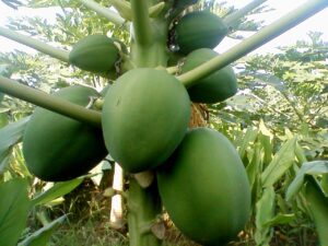 CNAE 0133-4/08: cultivo de mamão, o que inclui?