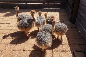 CNAE 0155-5/04: criação de aves, exceto galináceos