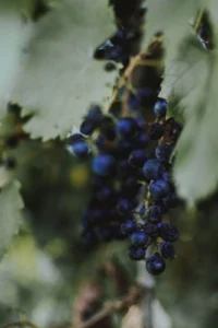 CNAE 1031-7/00: produção de compotas, doces e conservas de frutas
