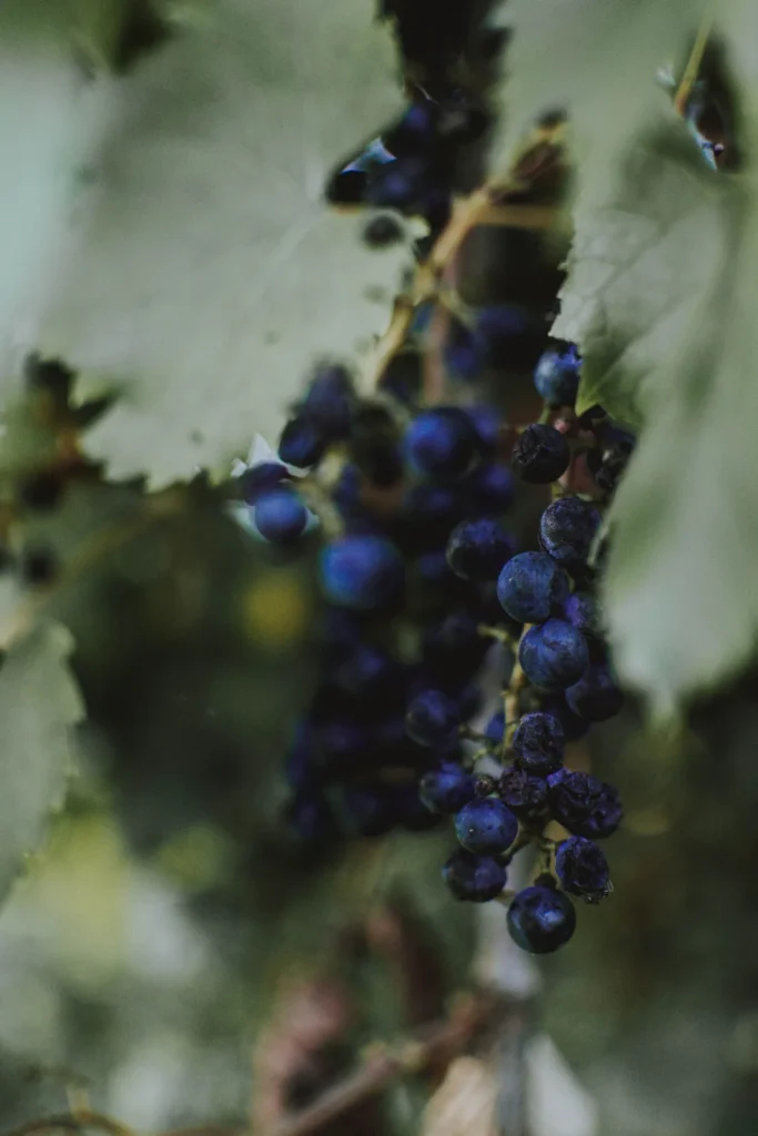 Cachos de uvas escuras pendurados na parreira com folhas verdes.
