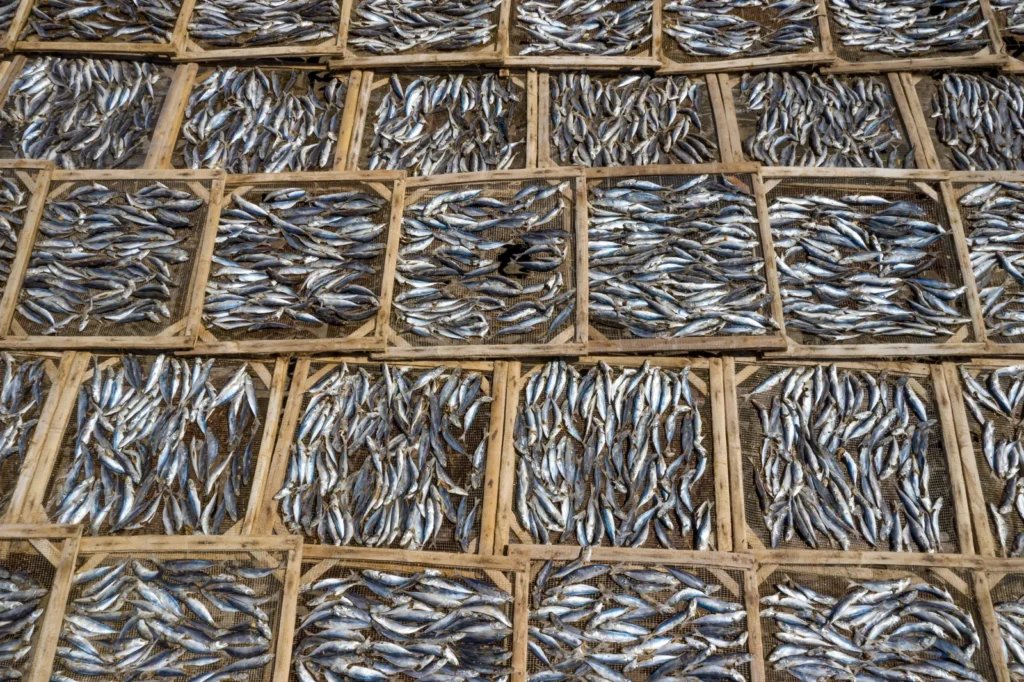Muitos peixes pequenos dispostos em bandejas de madeira para secagem ao sol.