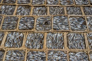 CNAE 1020-1/01: preservação de pescados, o que inclui?
