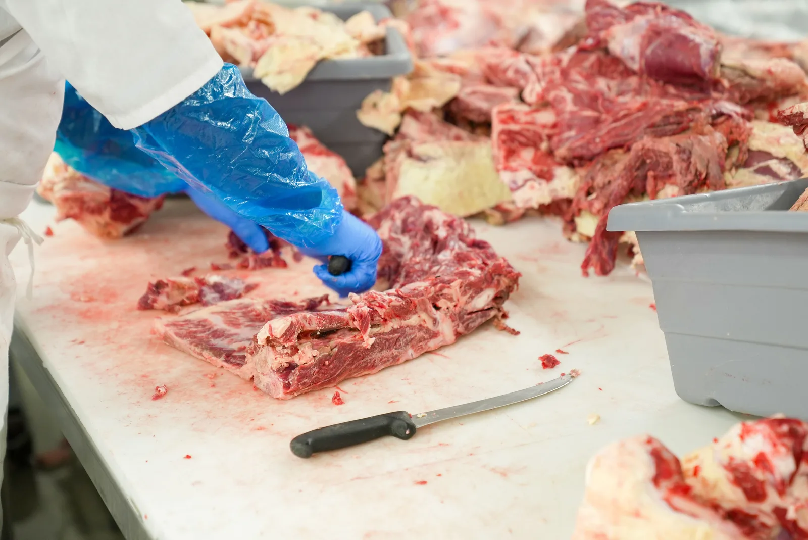 CNAE 1011-2/02: abate de equinos e produção de carne, o que inclui?
