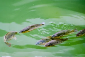 CNAE 0322-1/01: criação de peixes em água doce