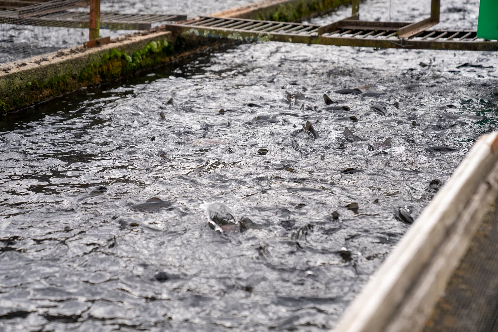 CNAE 0322-1/01: criação de peixes em água doce