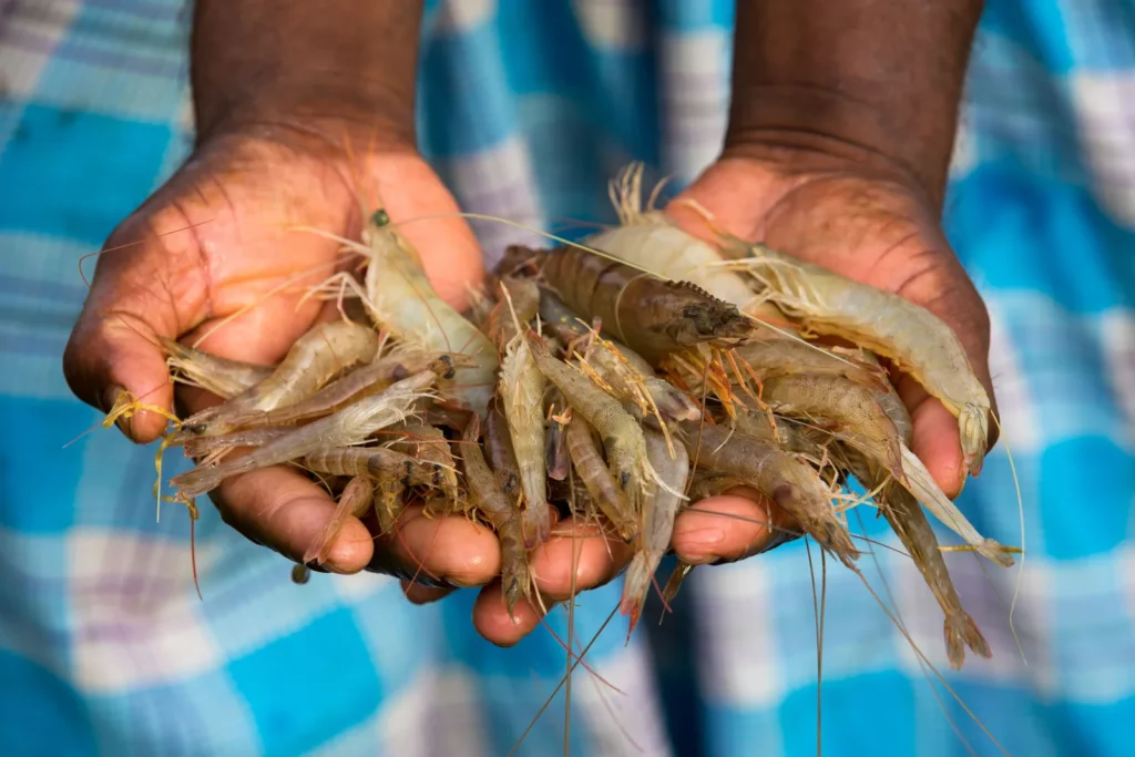 CNAE 0312-4/02: pesca de crustáceos e moluscos fluviais