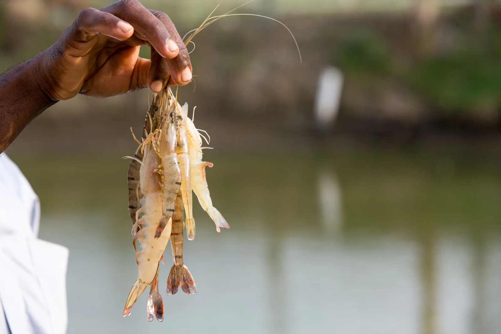 CNAE 0312-4/02: pesca de crustáceos e moluscos fluviais