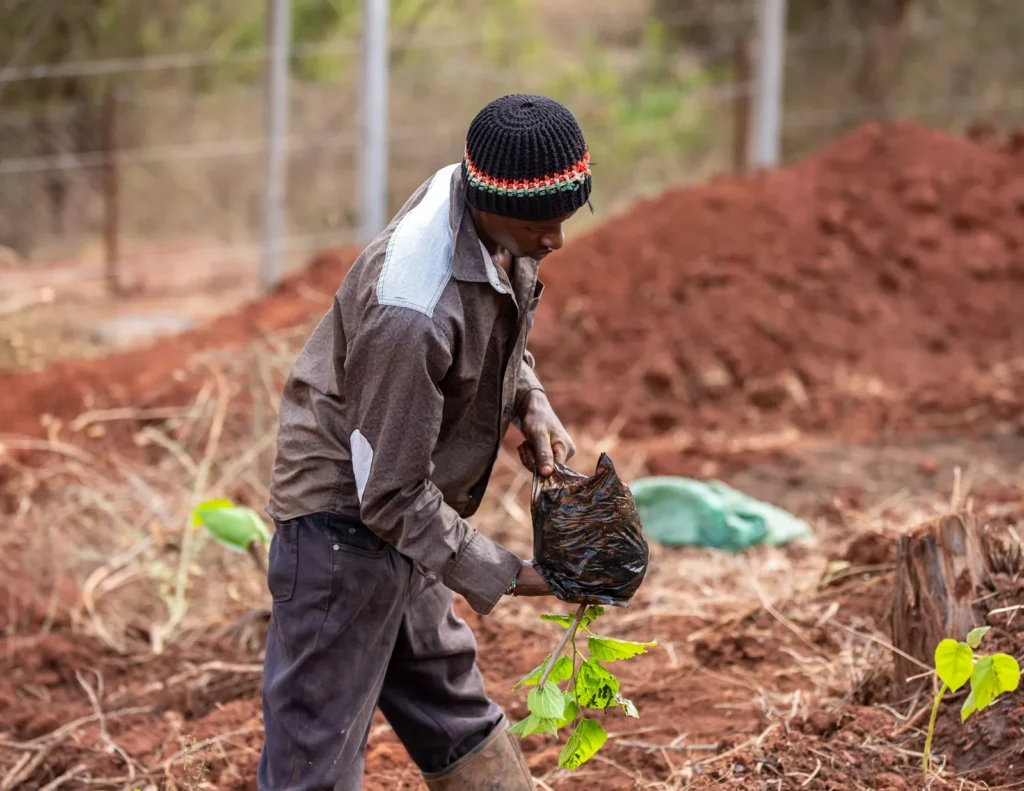 CNAE 0230-6/00: apoio à produção florestal