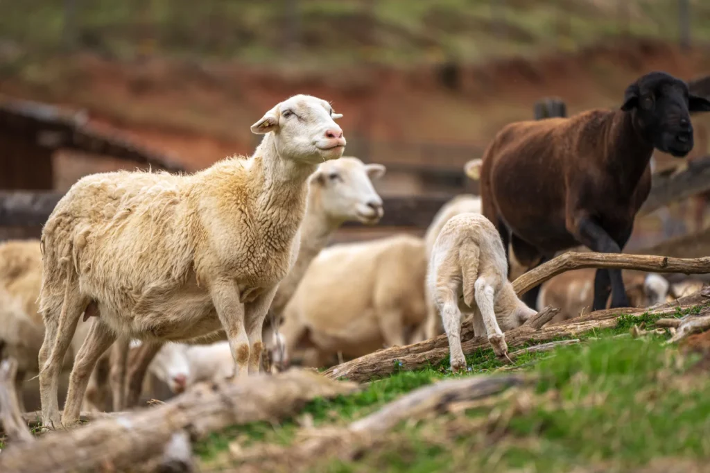 Rebanho de ovelhas pastando em campo com cerca de madeira