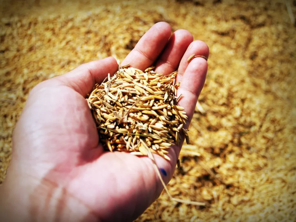 Mão de agricultor segurando sementes de gramíneas forrageiras