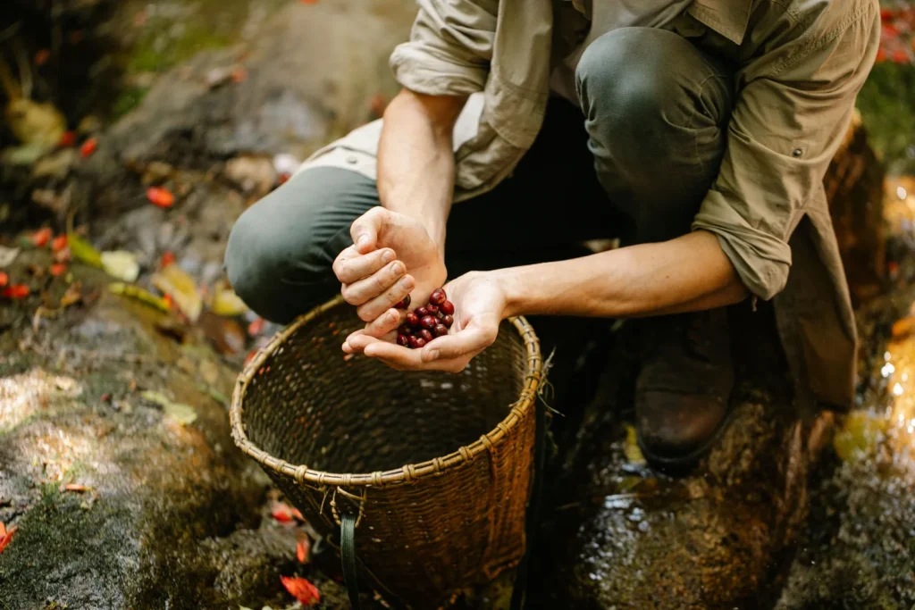Pessoa coletando frutos silvestres e colocando em cesto de vime