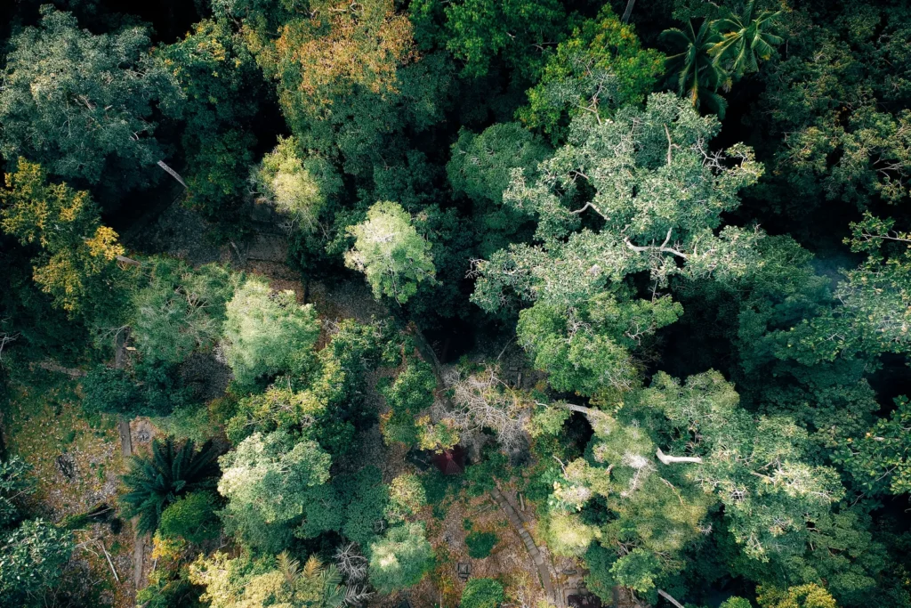 Vista aérea detalhada de árvores variadas em floresta nativa