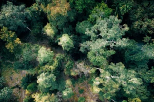 CNAE 0220-9/06: conservação e manejo de florestas nativas
