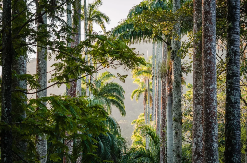 Interior de floresta nativa com árvores altas e palmeiras