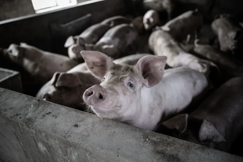 Porcos agrupados em baias de concreto em granja de suinocultura