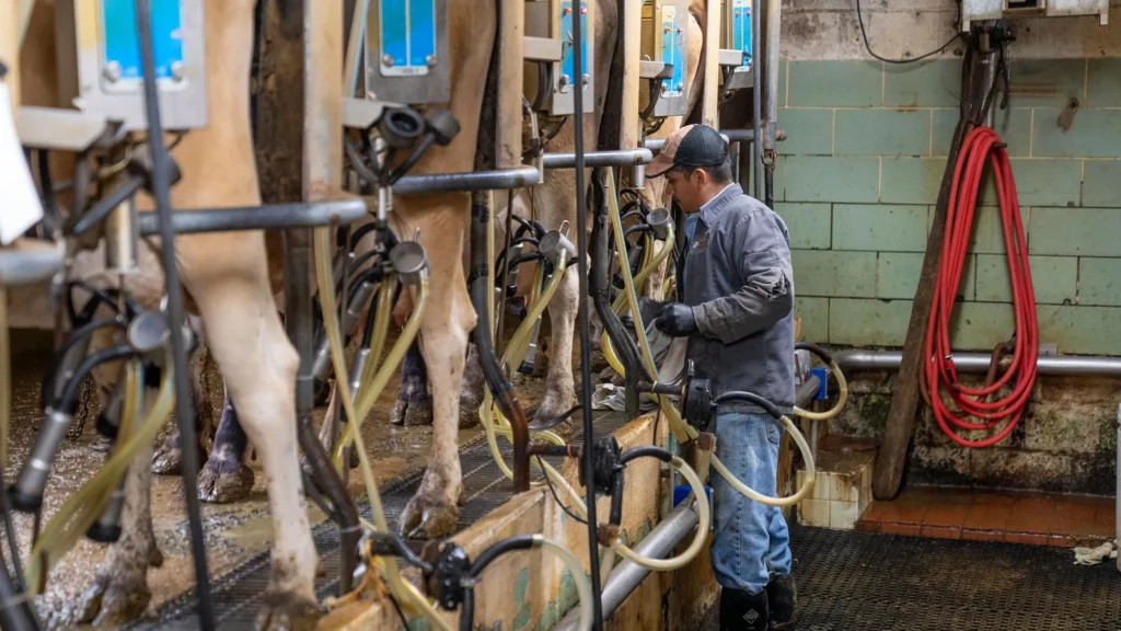 Fazendeiro operando sistema moderno de ordenha mecânica em fazenda leiteira