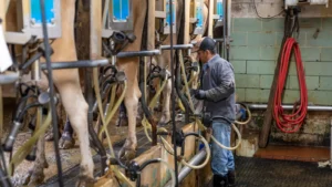 CNAE 0151-2/02: produção e manejo de gado leiteiro