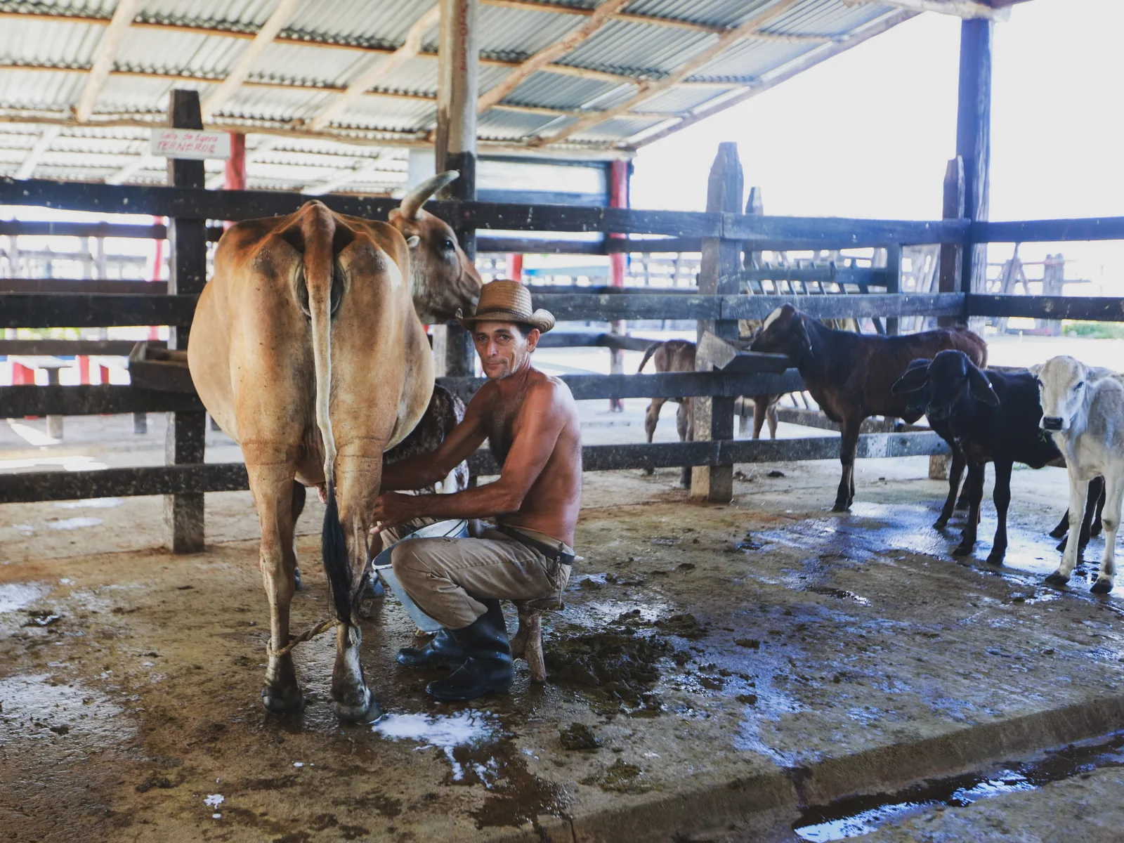 CNAE 0151-2/02: produção e manejo de gado leiteiro