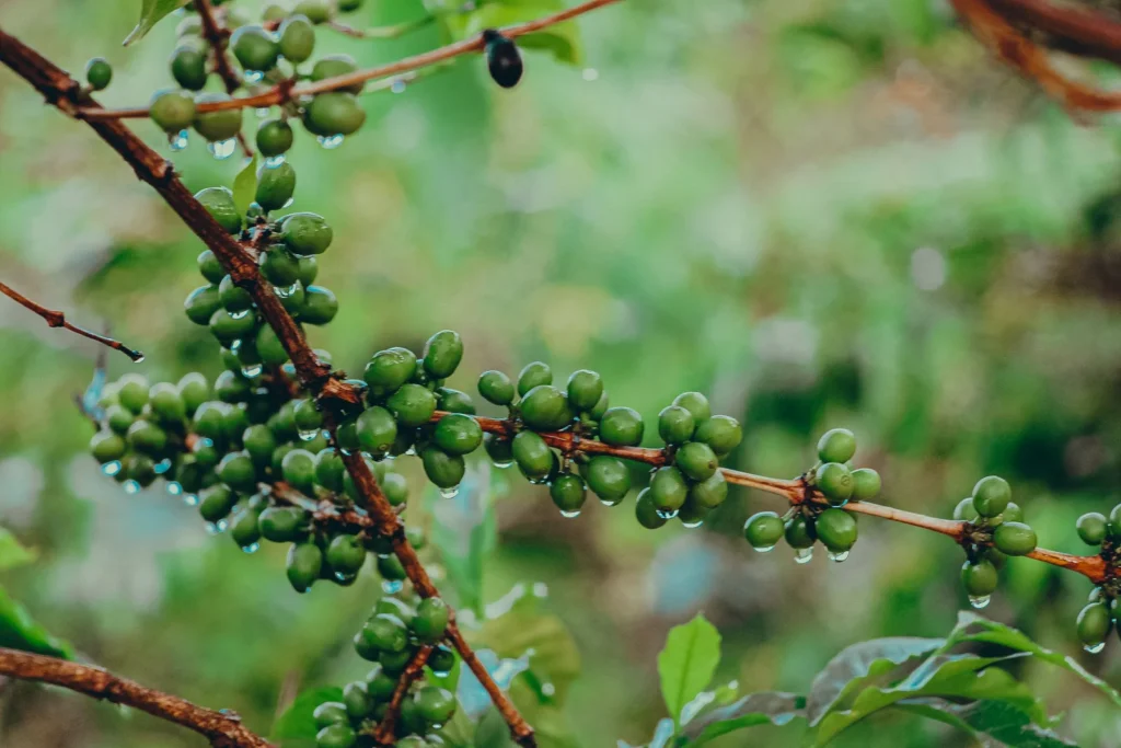 Grãos de café verdes em galhos úmidos com pequenas gotas
