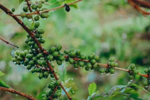 CNAE 0134-2/00: plantio e cultivo de café, o que inclui?