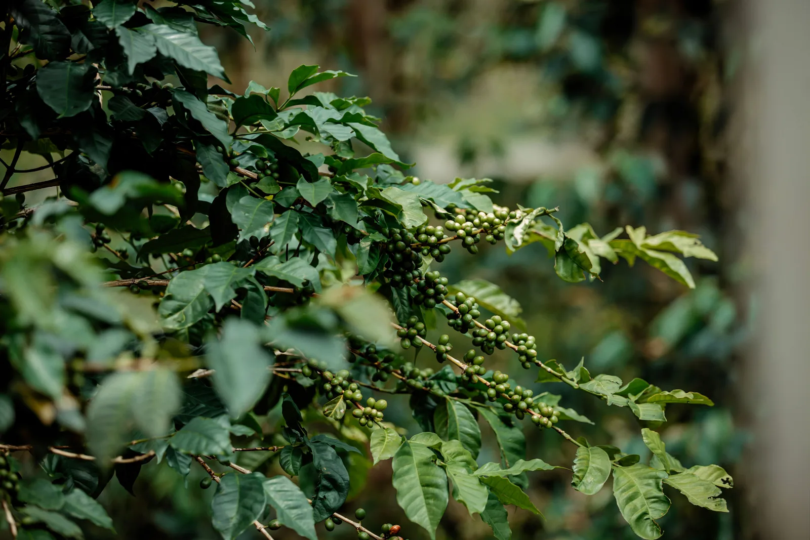 CNAE 0134-2/00: plantio e cultivo de café, o que inclui?