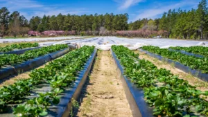 CNAE 0133-4/99: cultivo de frutas permanentes diversas