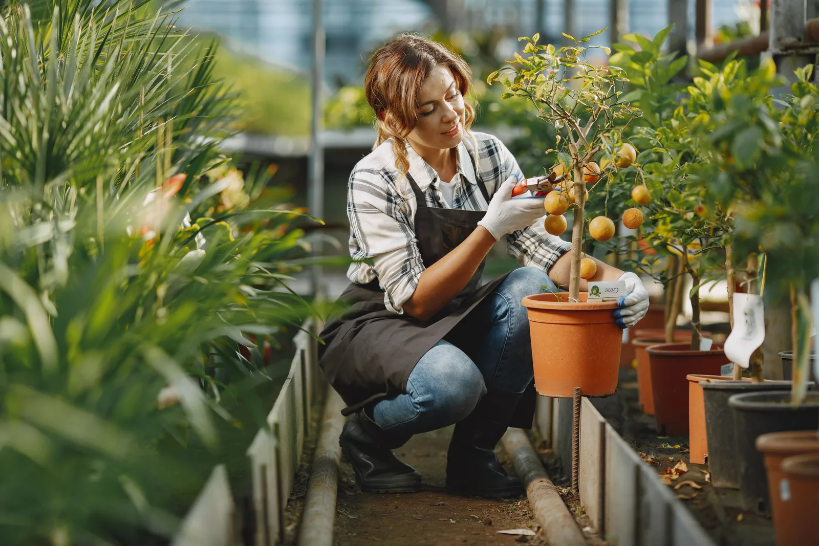 CNAE 0133-4/04: cultivo de cítricos