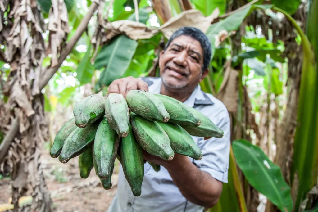 Agricultor sorridente segurando cacho de bananas verdes