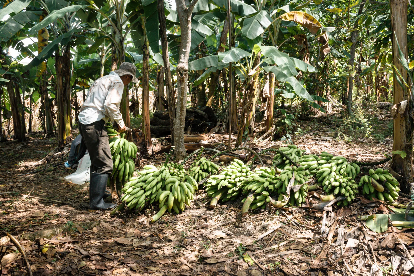 CNAE 0133-4/02: cultivo de banana
