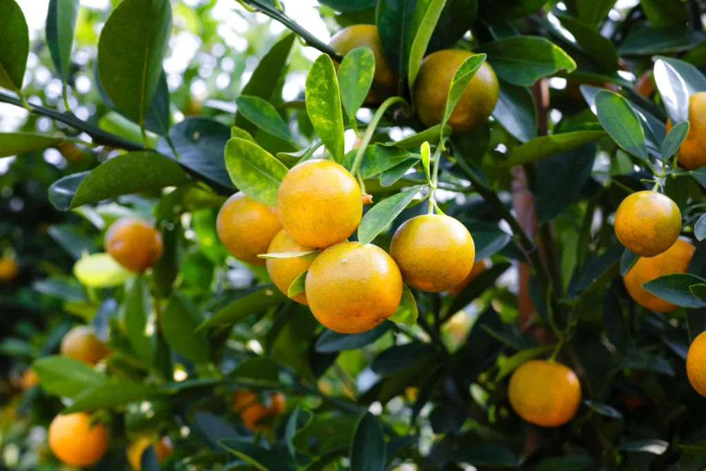 Frutos cítricos amarelos pendurados em galhos com folhas verdes