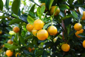 CNAE 0131-8/00: cultivo de laranja