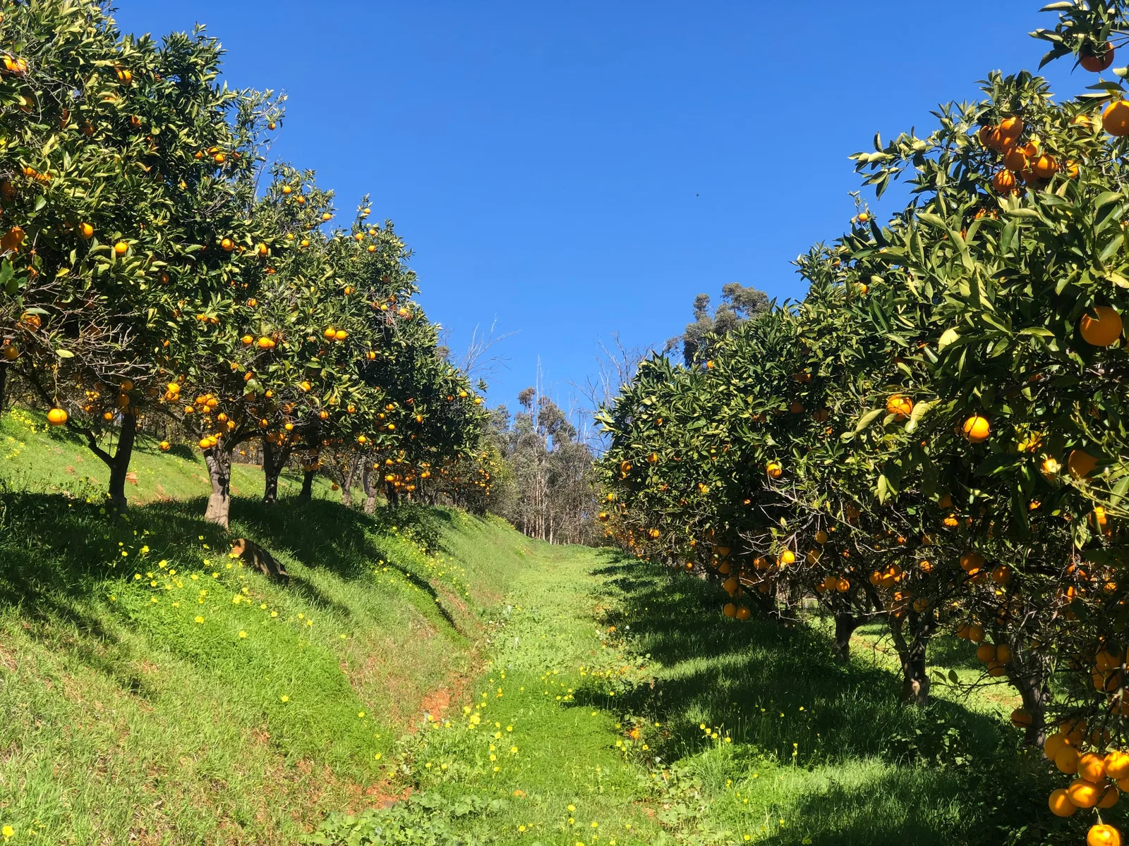 CNAE 0131-8/00: cultivo de laranja