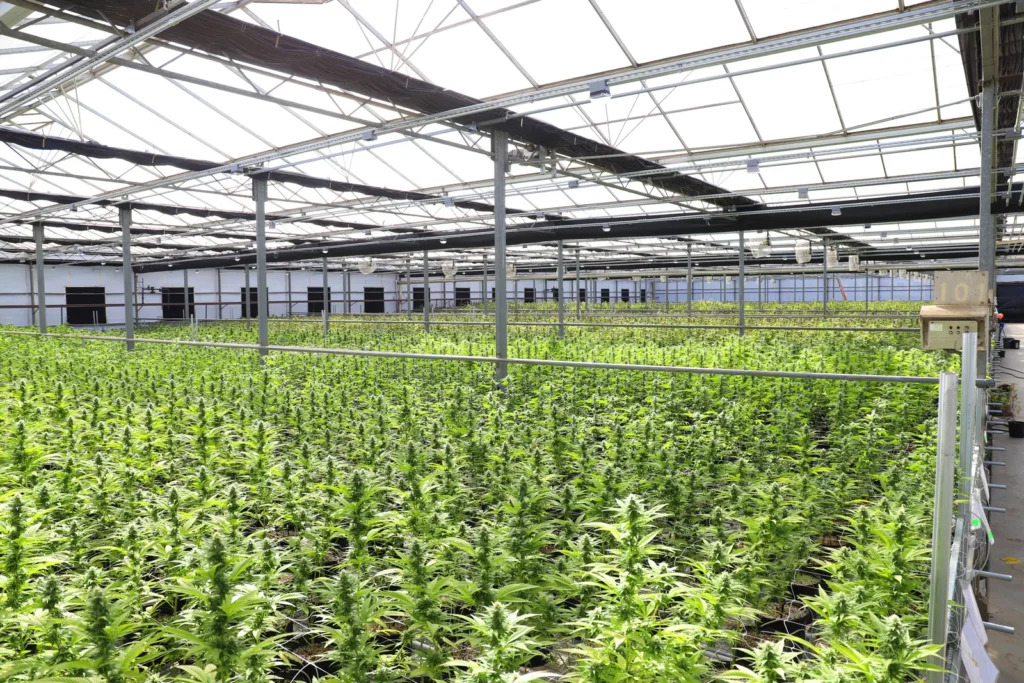 Interior de estufa agrícola com plantação verde em grande escala