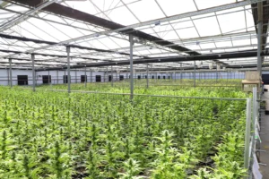 CNAE 0121-1/01: cultivo de hortaliças e ervas medicinais