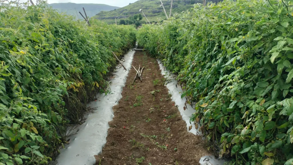 Plantação de tomate rasteiro em fileiras com cobertura no solo