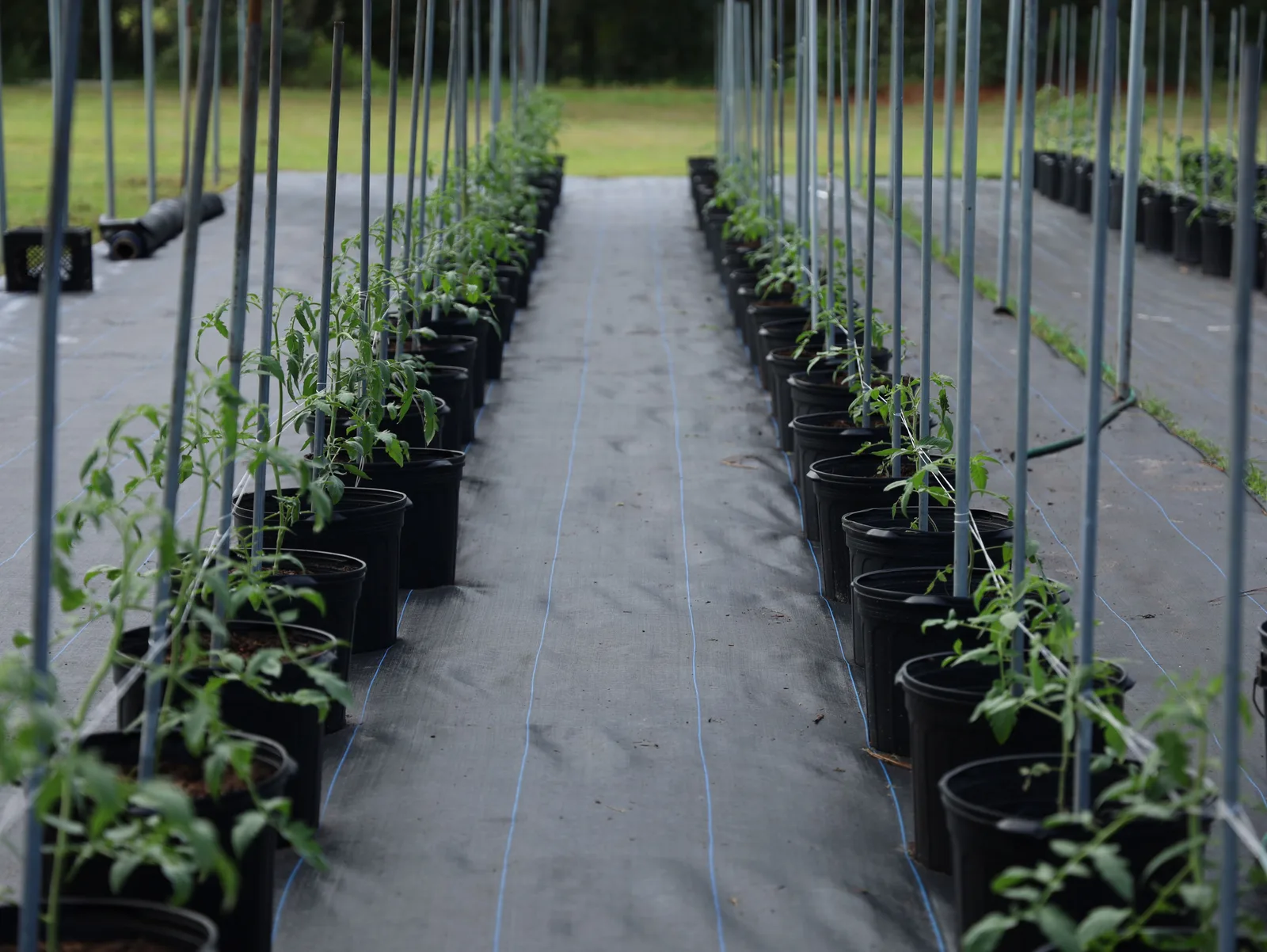 CNAE 0119-9/09: cultivo de tomate rasteiro