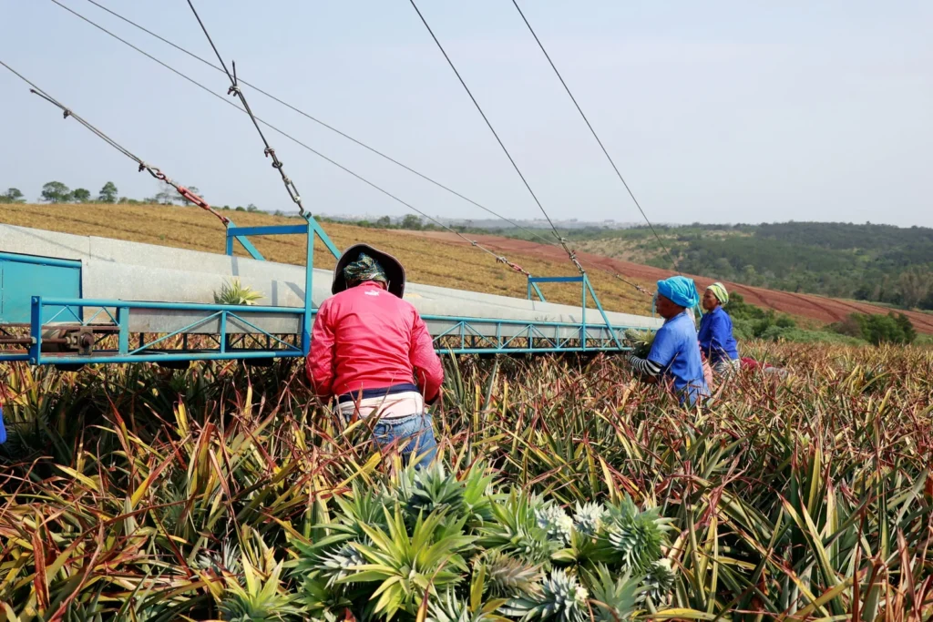 Agricultores colhendo abacaxi com auxílio de esteira mecânica