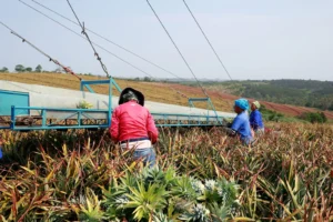 CNAE 0119-9/01: cultivo de abacaxi e ananás