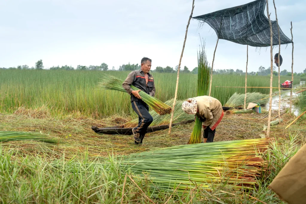 Trabalhadores rurais colhendo e organizando feixes de juncos no campo