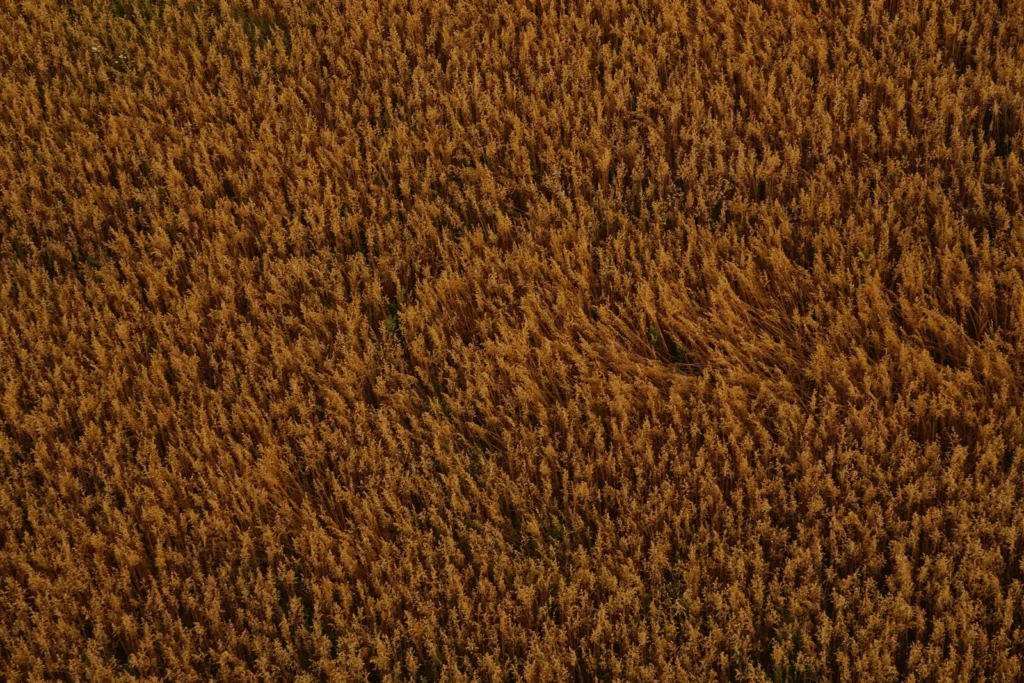 Vista aérea de uma plantação densa de cereais cobrindo toda a extensão do terreno.
