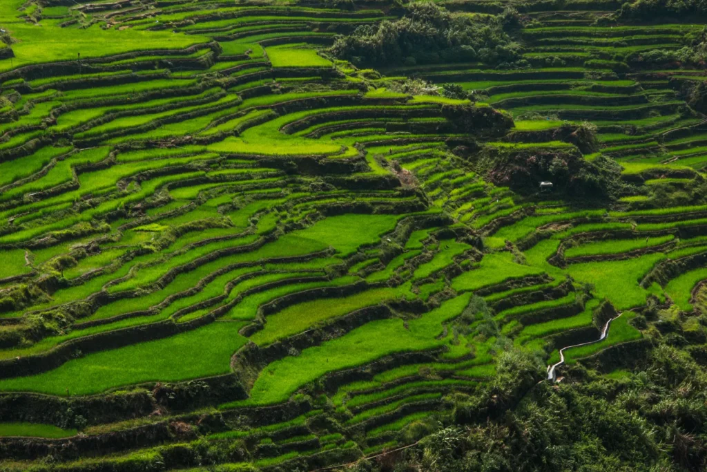 Vista panorâmica de plantação de arroz em terraços verdes em região montanhosa.