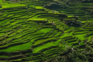 CNAE 0111-3/01: cultivo e beneficiamento de arroz