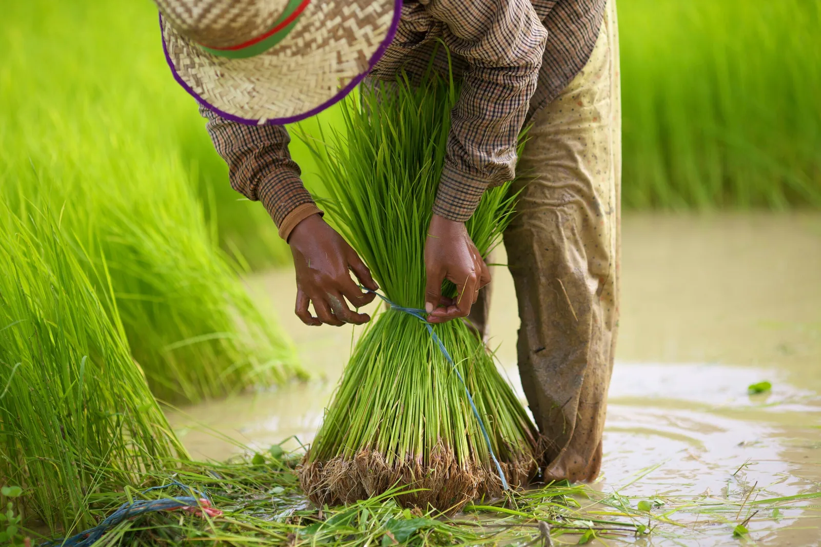 CNAE 0111-3/01: cultivo e beneficiamento de arroz