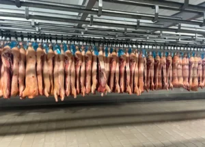 CNAE 1012-1/03: abate de suínos e produção de carne