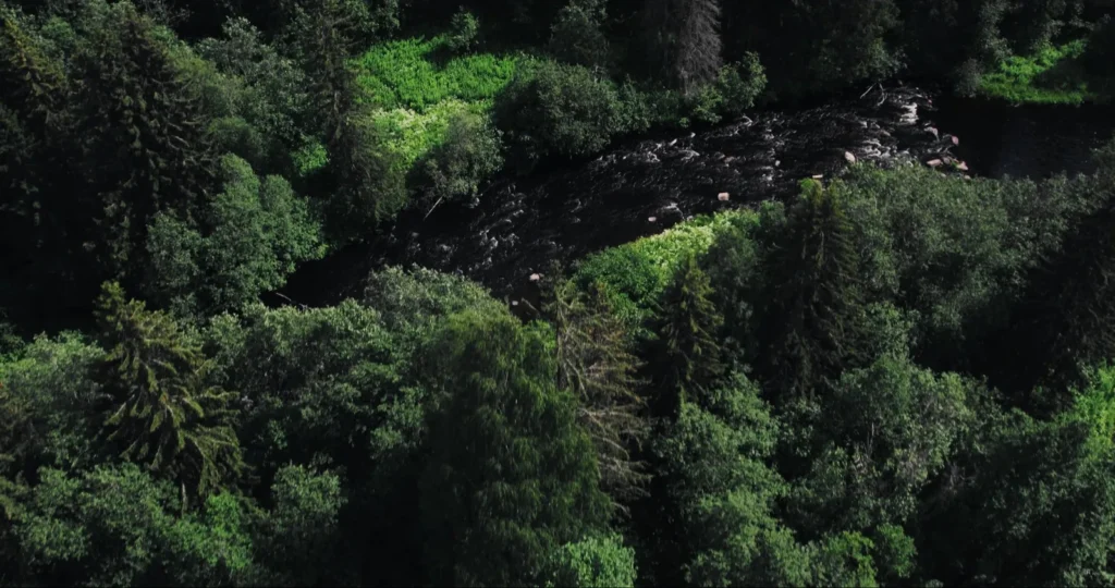 Vista aérea de uma densa floresta verde cortada por um rio de águas escuras.