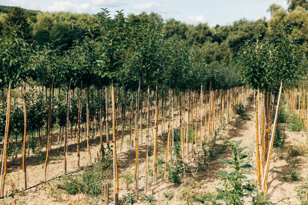 Plantação de acácia negra em área rural com árvores jovens