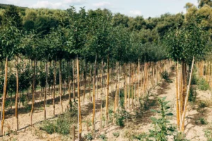 CNAE 0210-1/02: cultivo de acácia-negra, o que inclui?